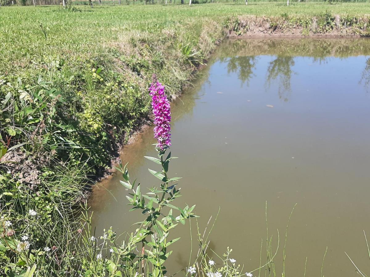 Kacso Apartma Ocna de Sus Buitenkant foto